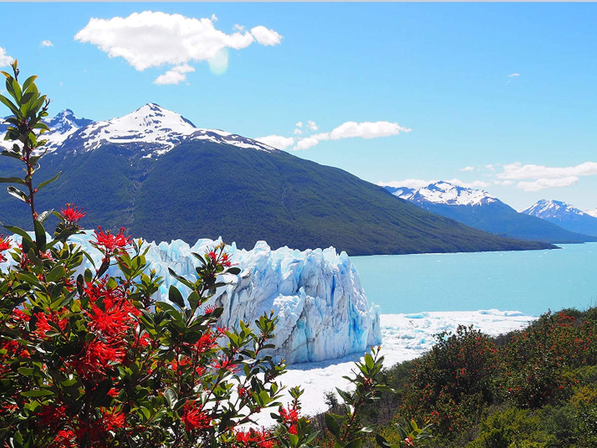 Argentine 4